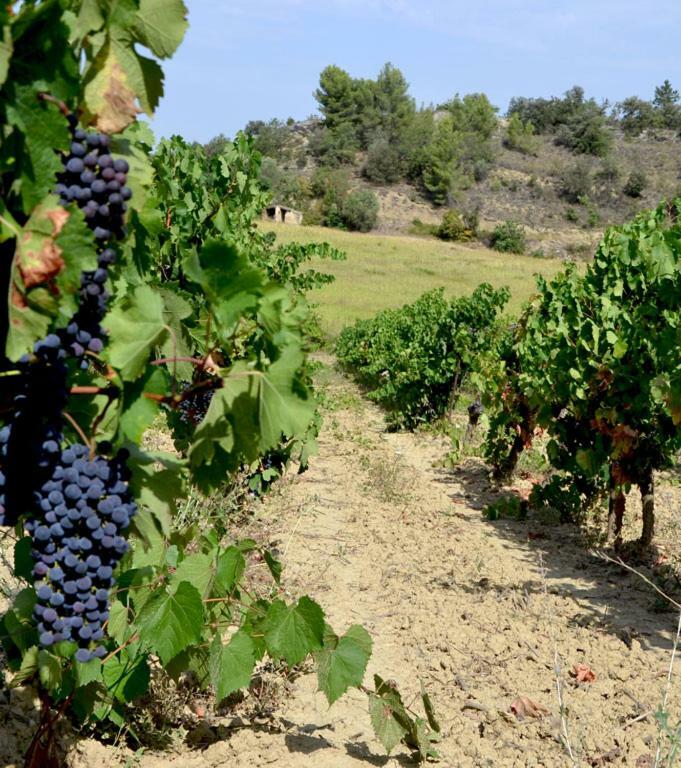Gite Vigneron Du Domaine D'Alon Magrie Εξωτερικό φωτογραφία