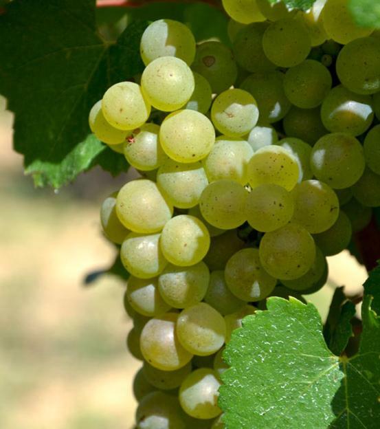 Gite Vigneron Du Domaine D'Alon Magrie Εξωτερικό φωτογραφία